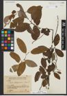 Foto von Salix rosthornii Seemen